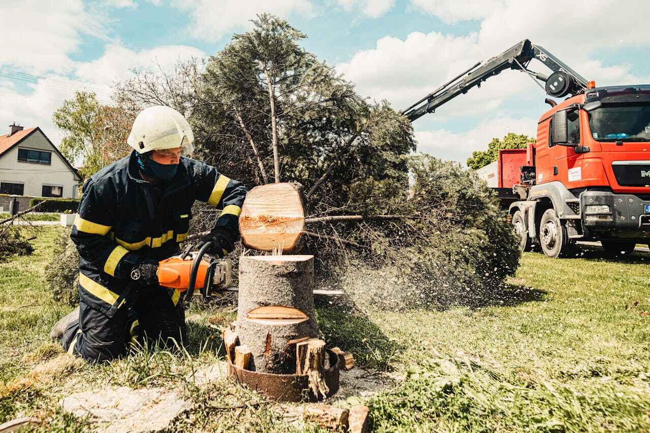 Best Tree Stump Removal  in Charleston, MO